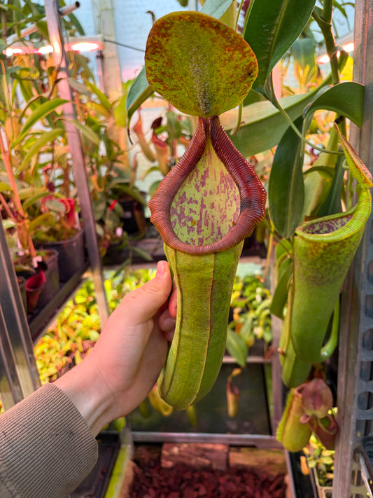 Nepenthes lowii x spathulata ‚SG‘ 20cm