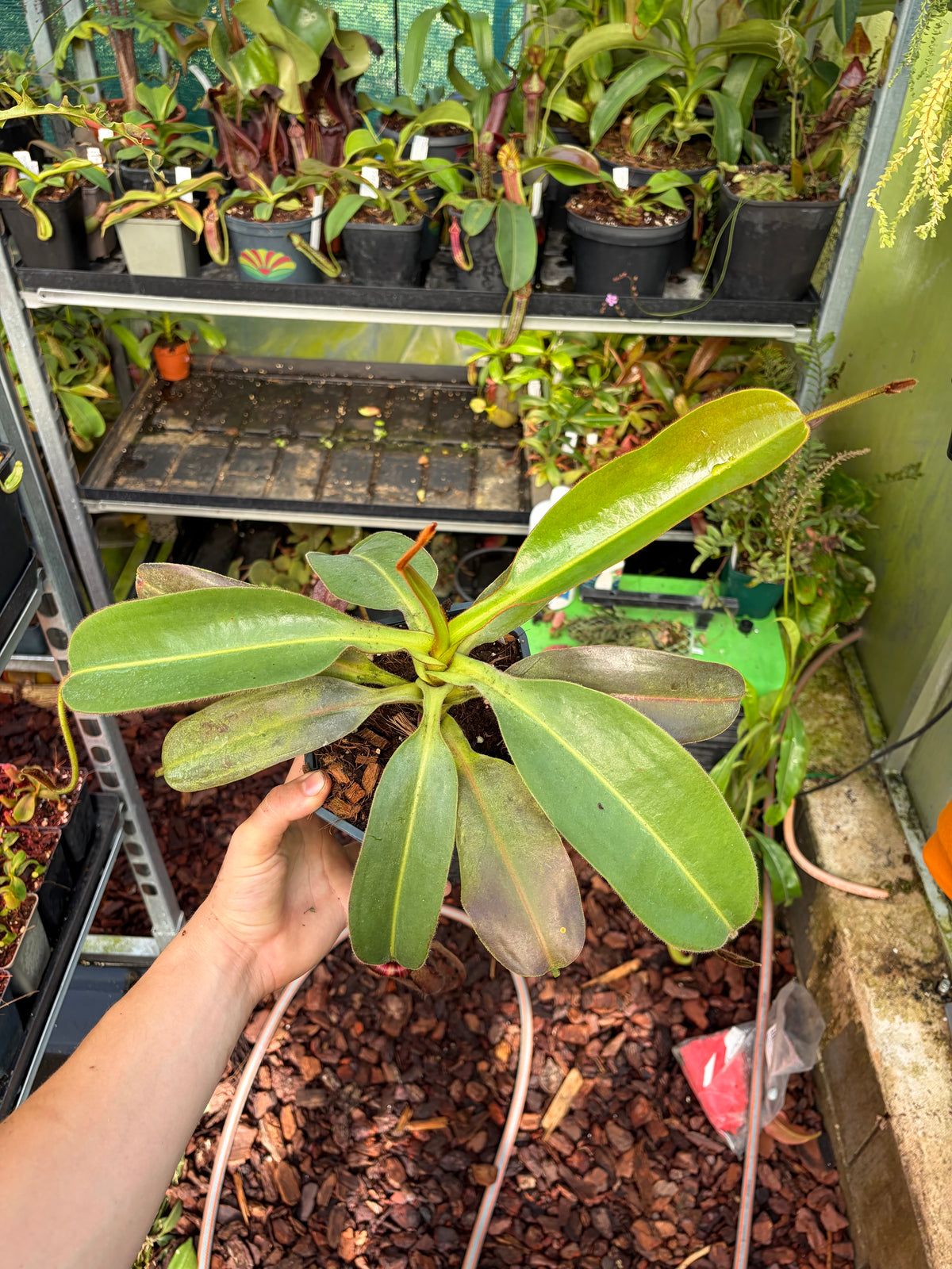 Nepenthes glandulifera x (burbidgeae x edwardsiana) 40cm+