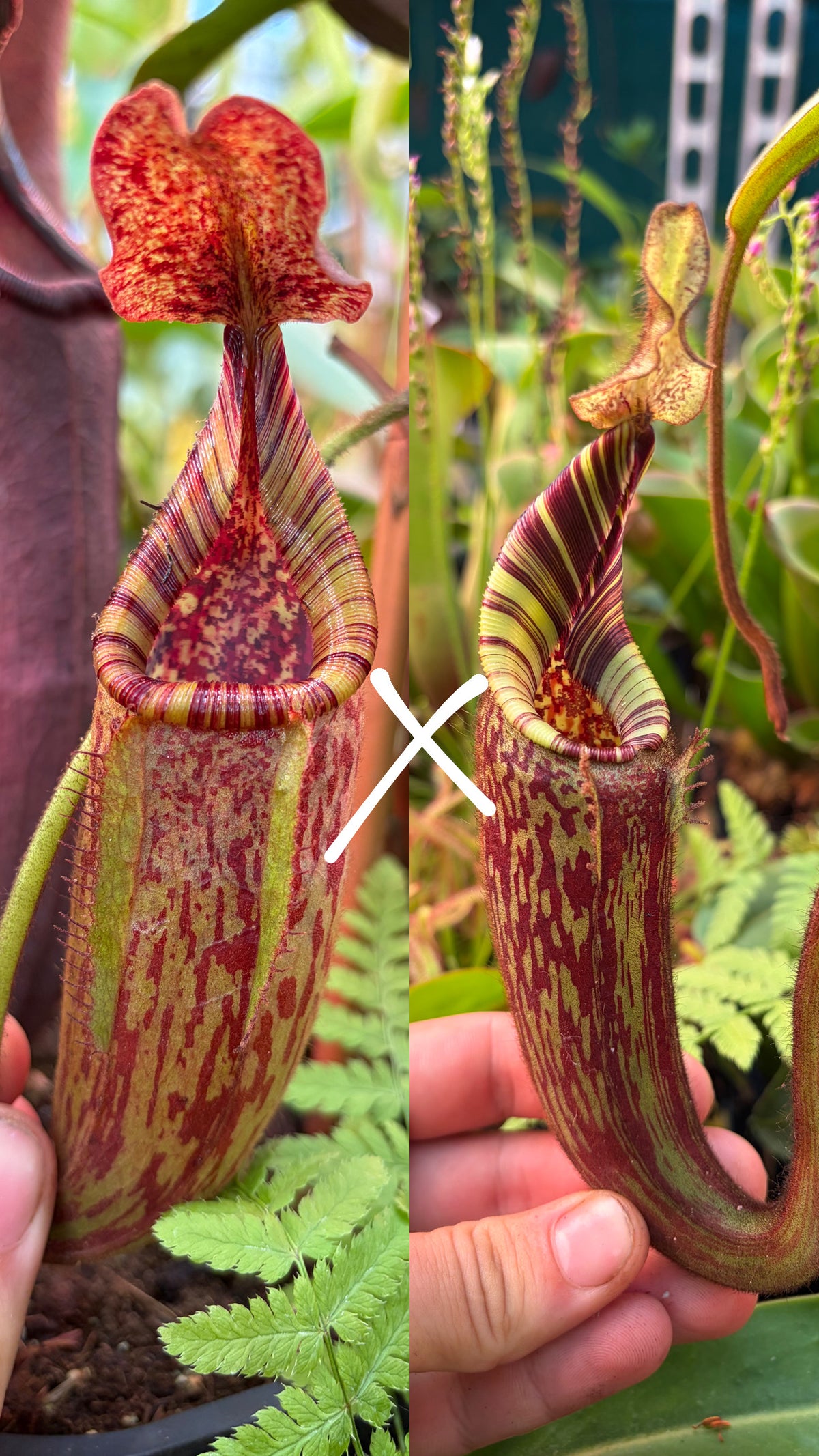 Nepenthes (kongkandana x mollis) x mollis 7cm