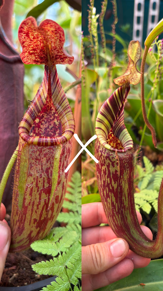 Nepenthes (kongkandana x mollis) x mollis 7cm