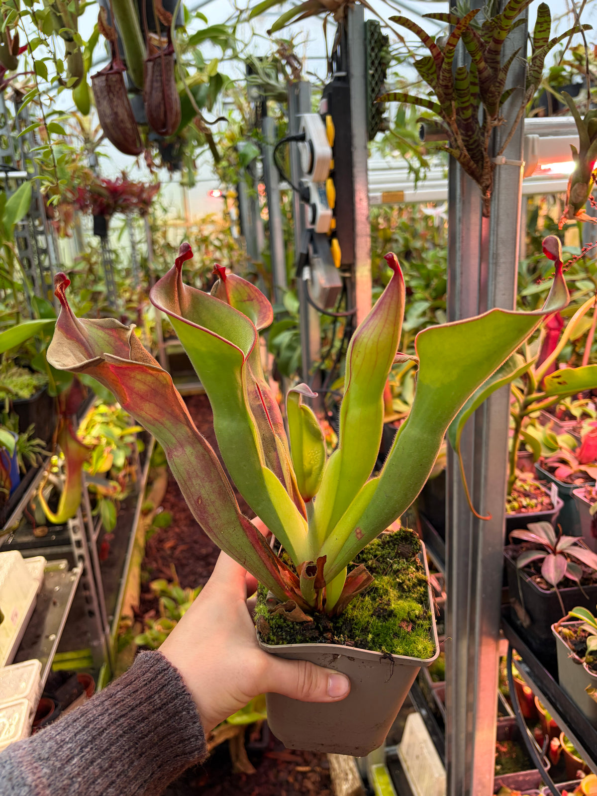 Heliamphora huberi x parva #2