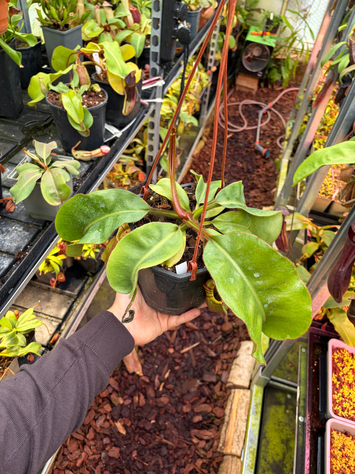 Nepenthes veitchii M x M 40cm
