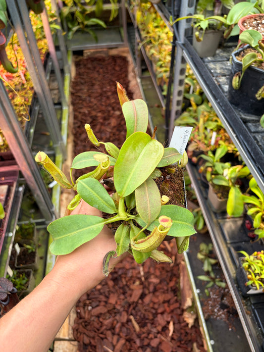 Nepenthes (veitchii x platychila) x veitchii ‚candy‘ 15cm+