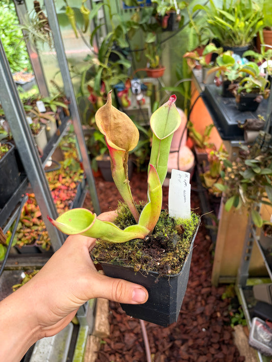 Heliamphora spec. akopan