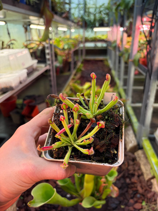 Heliamphora uncinata (small)