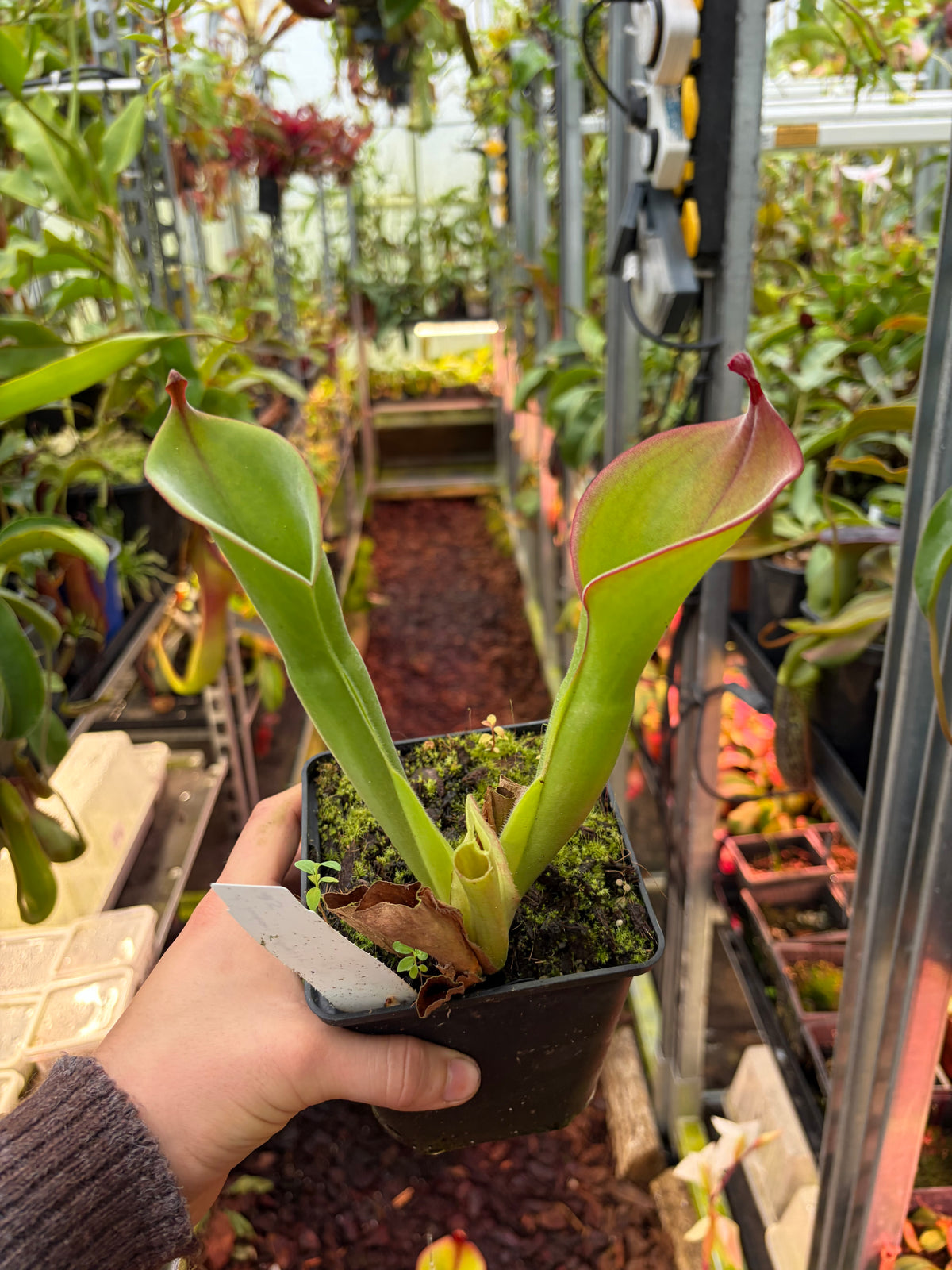 Heliamphora huberi x parva #3