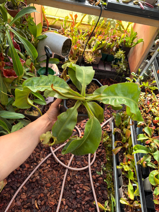 Nepenthes veitchii x (glandulifera x ephippiata) 40cm+