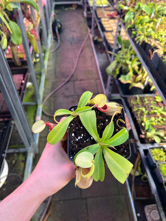 Nepenthes tobaica x spathulata 15cm