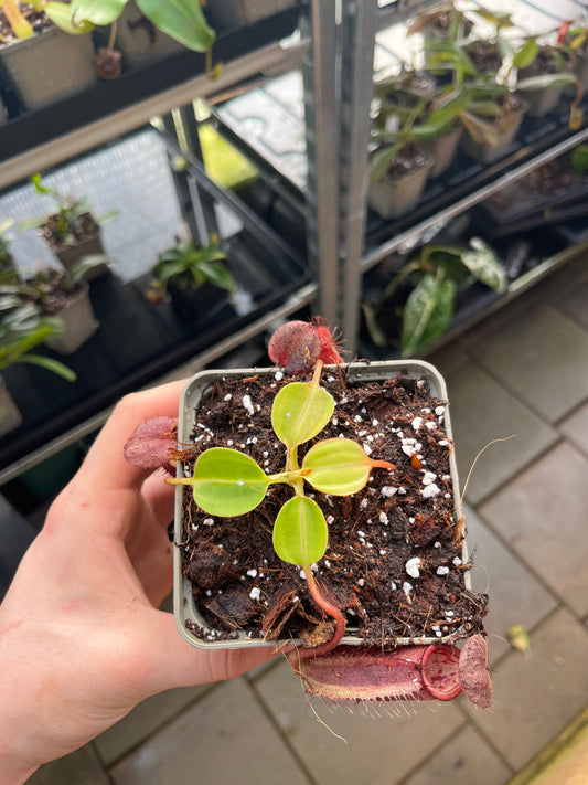 Nepenthes robcantleyi x palawanensis 7cm