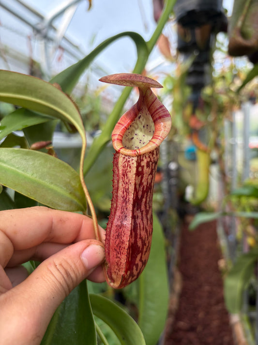 Nepenthes (spathulata x spectabilis) x (platychila x boschiana) 20cm+