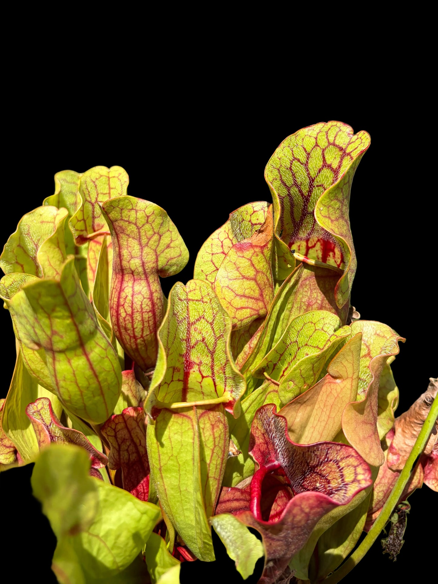 Sarracenia purpurea ssp. venosa 'North of supply' - seedgrown