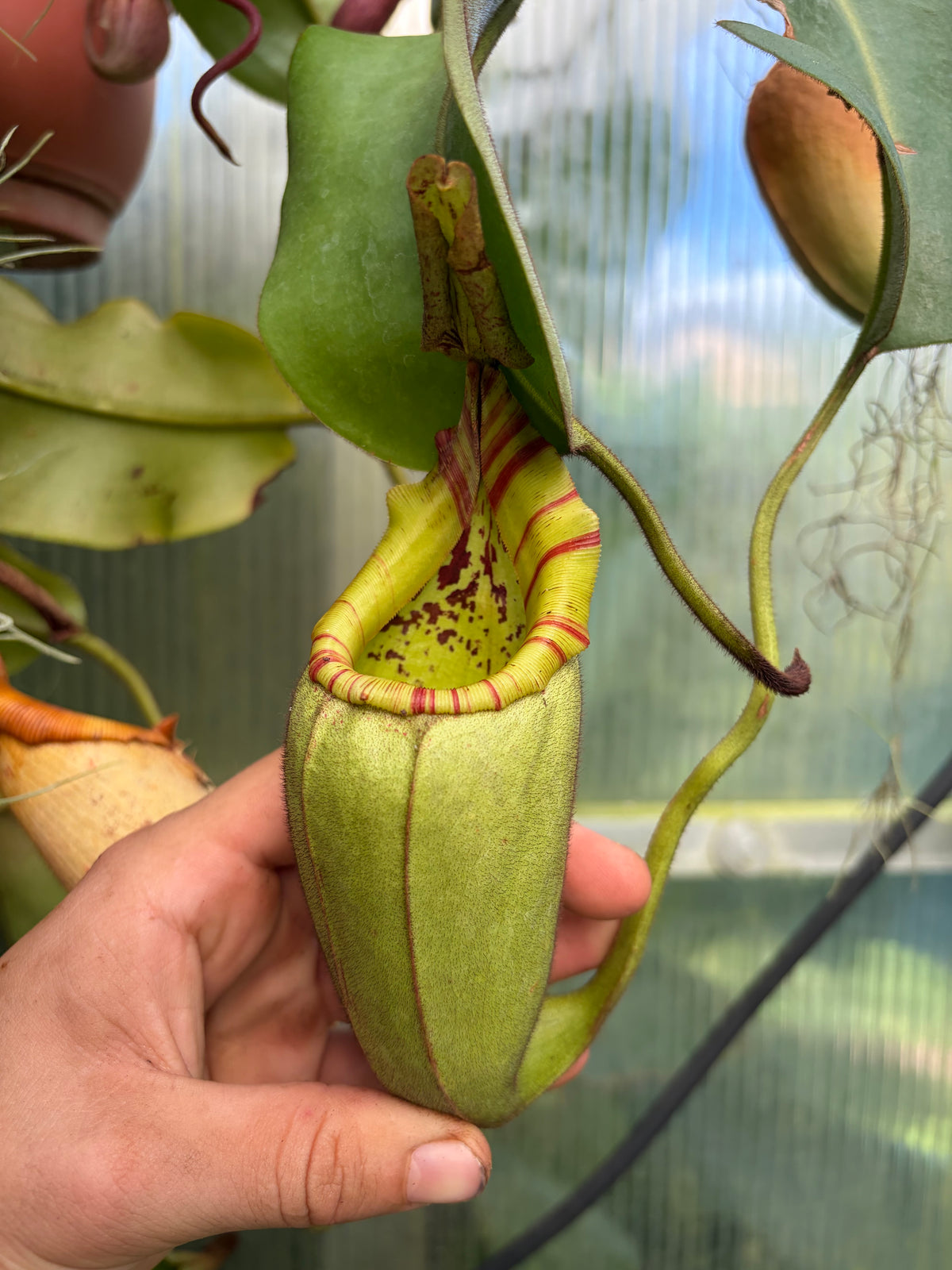 Nepenthes veitchii x (veitchii x burbidgeae) 7-10cm