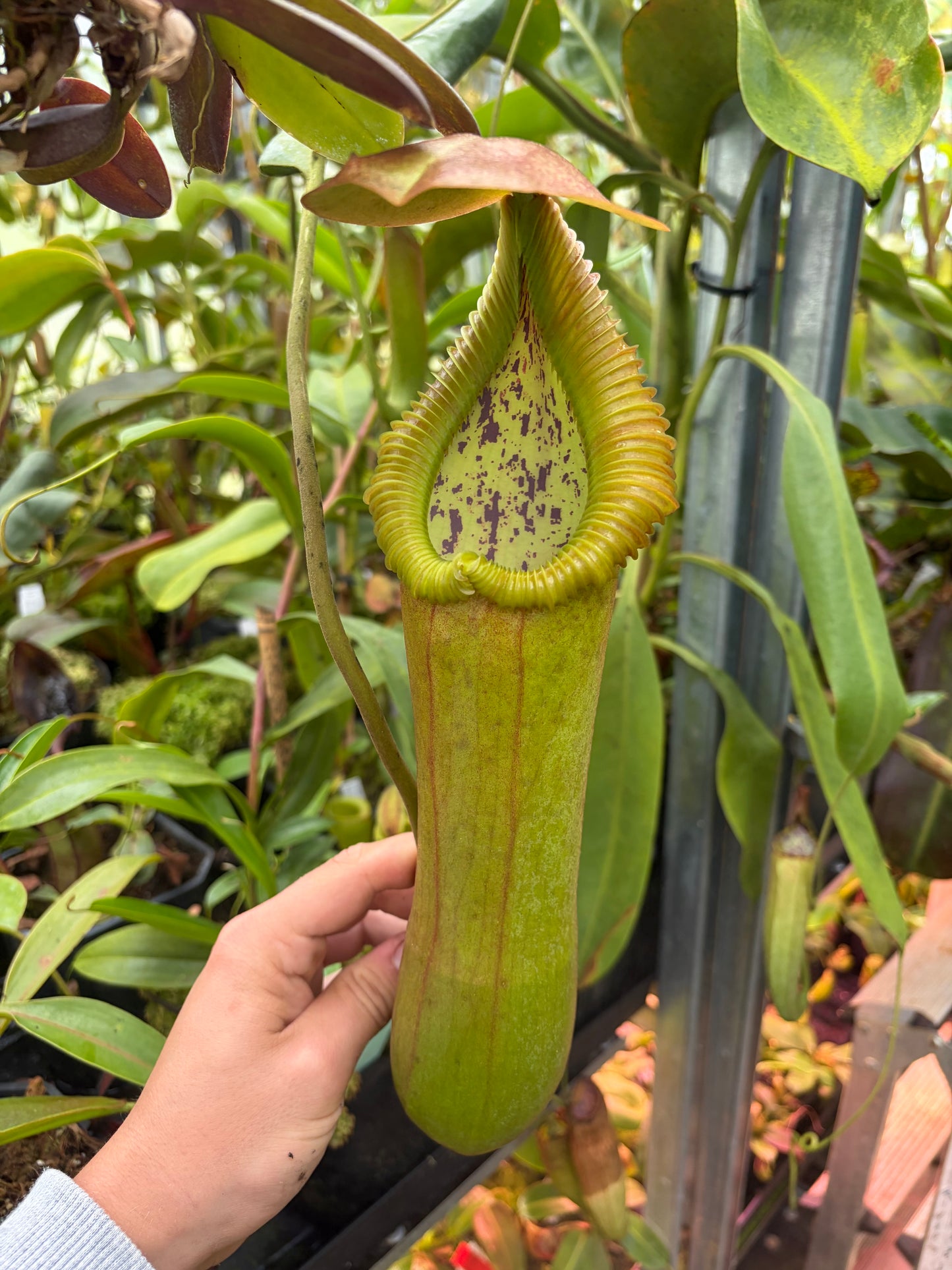 Nepenthes truncata x edwardsiana EP 40cm+