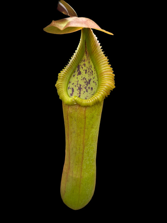 Nepenthes truncata x edwardsiana EP 40cm+