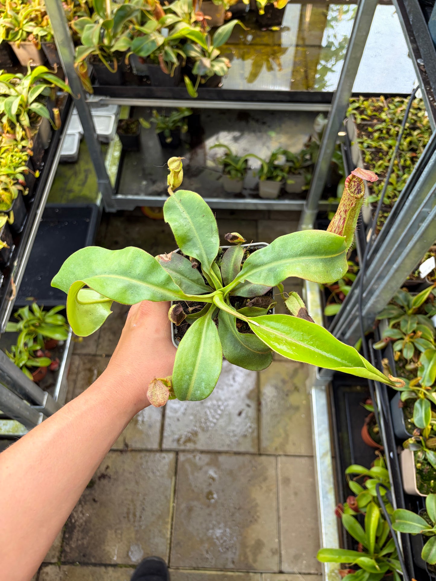 Nepenthes veitchii ‚candy‘ x boschiana 15-20cm