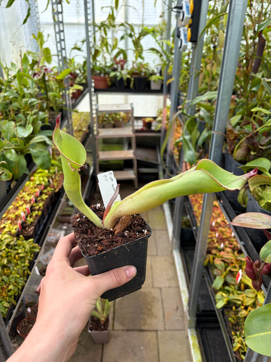 Heliamphora spec. Akopon #1