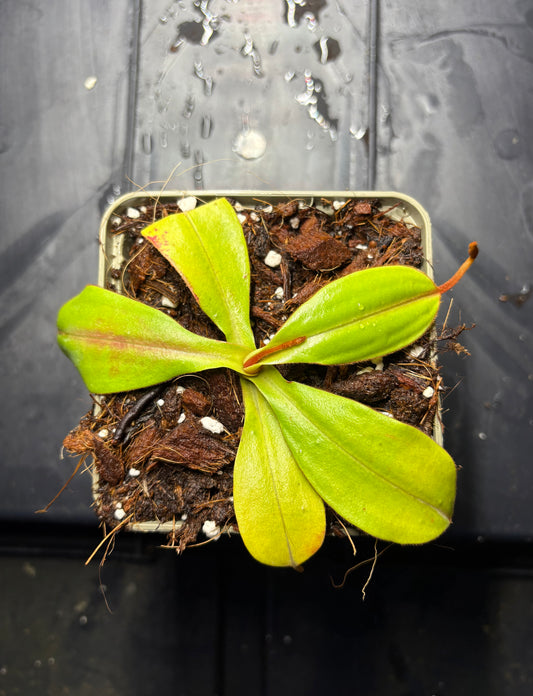 Nepenthes spectabilis x veitchii 10cm