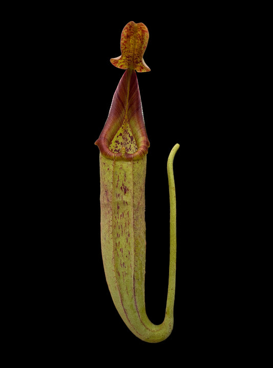 Nepenthes robcantleyi x zakriana