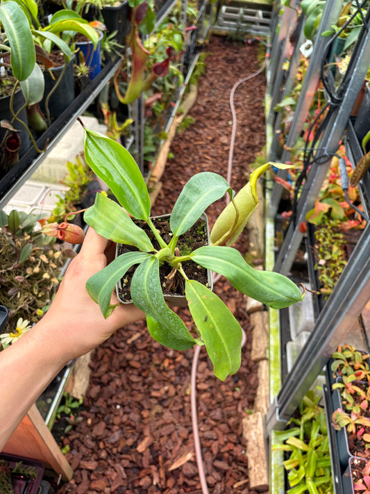 Nepenthes veitchii x mira (BE-3892) 15cm+