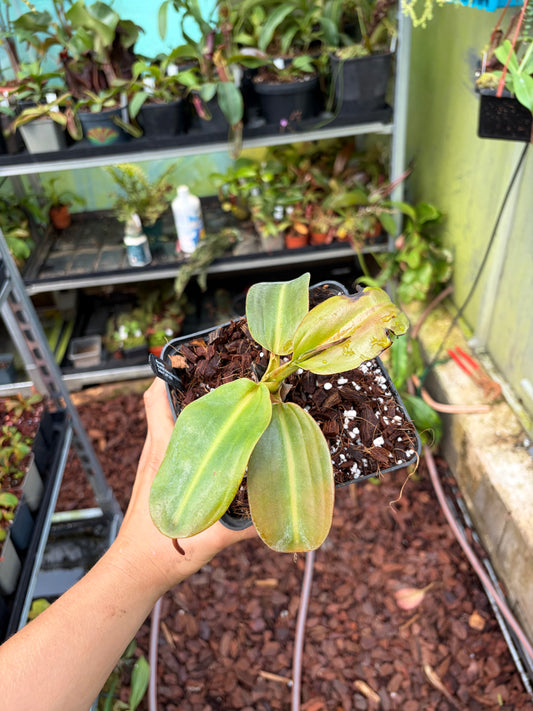 Nepenthes rajah 15cm+