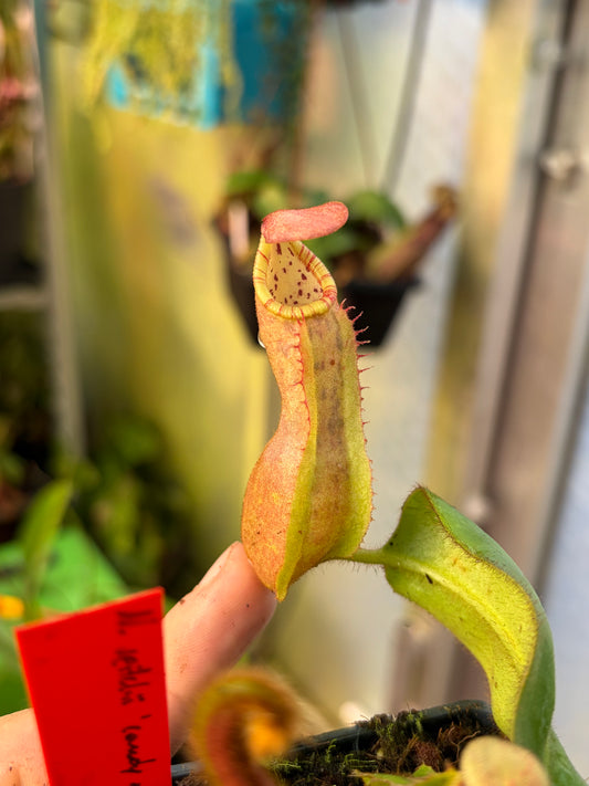 Nepenthes veitchii ‚candy x F2‘ #9 15cm