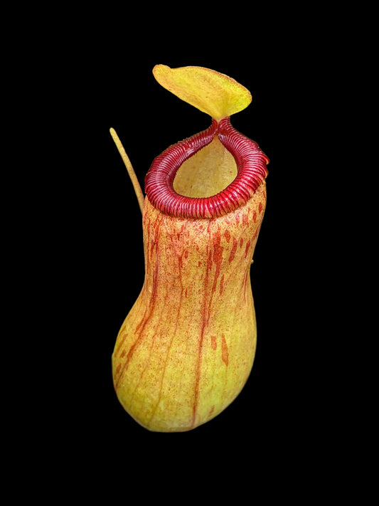 Nepenthes ventricosa 15cm