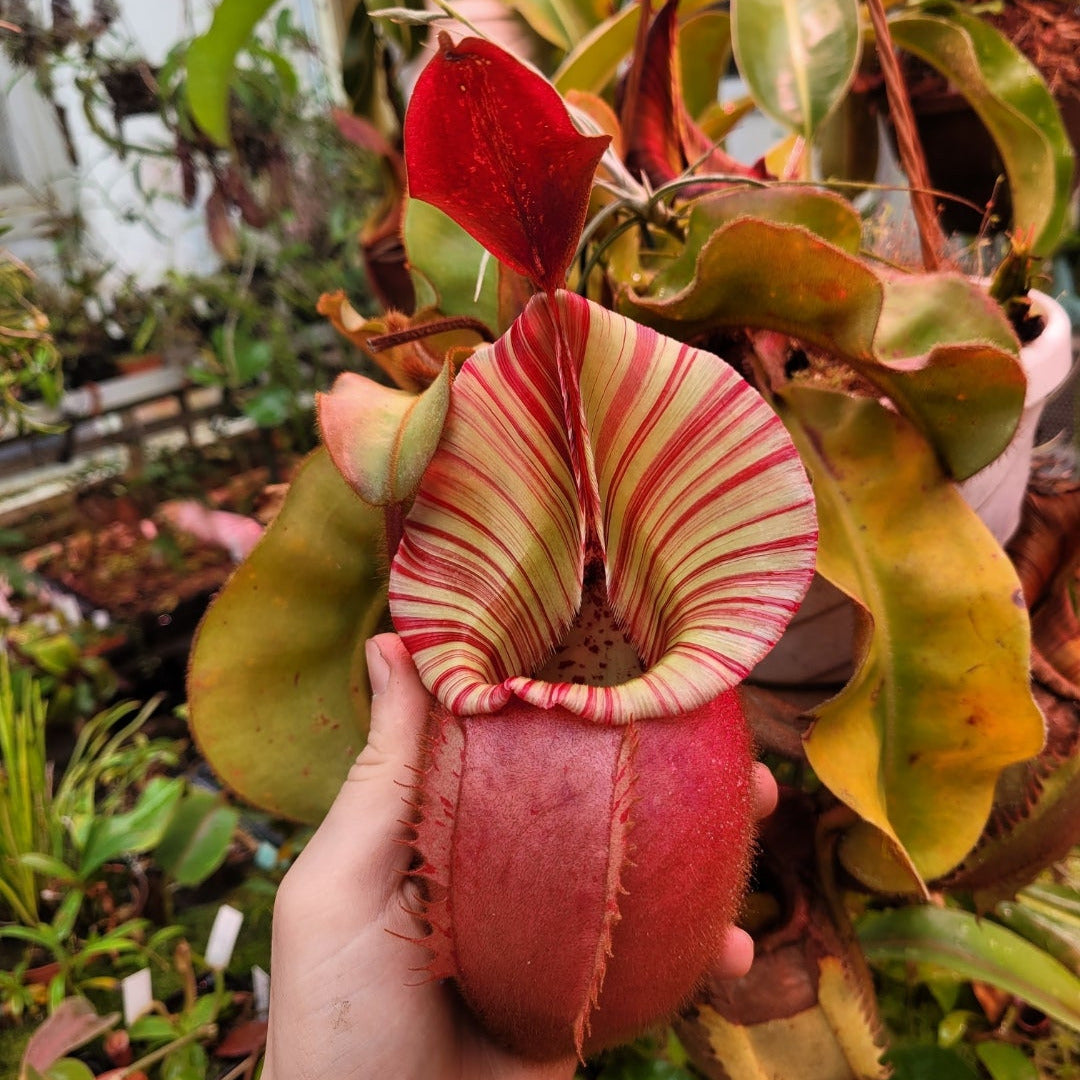 Nepenthes veitchii ‚candy x F2‘ 20cm