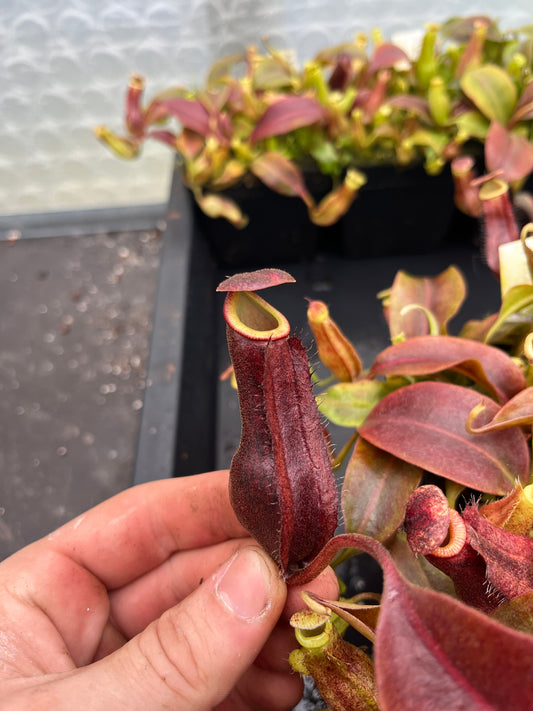 Nepenthes boschiana 'dark x dark' 7cm