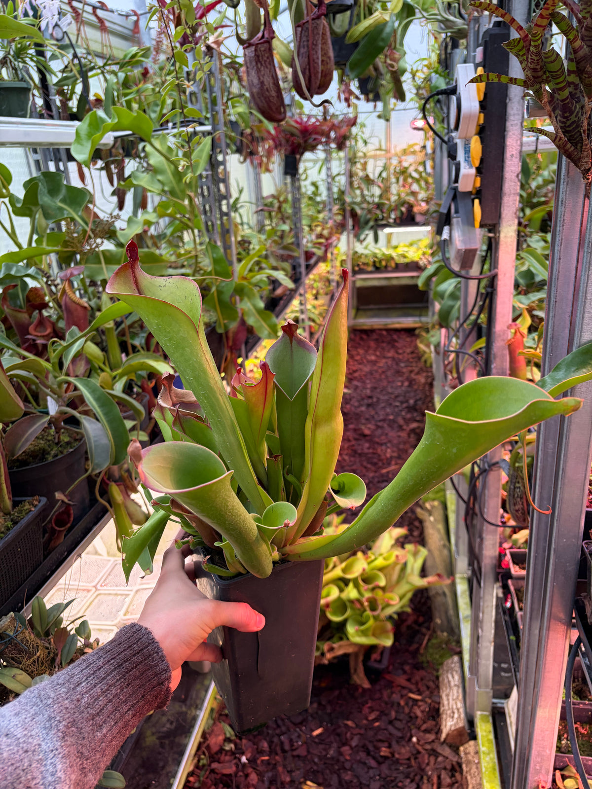 Heliamphora parva x sarracenoides (SG)