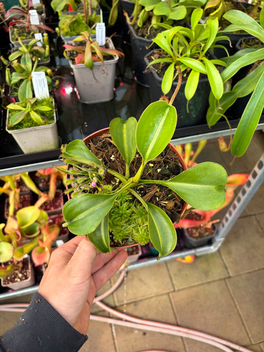 Nepenthes lowii ‚Murud‘ 25cm