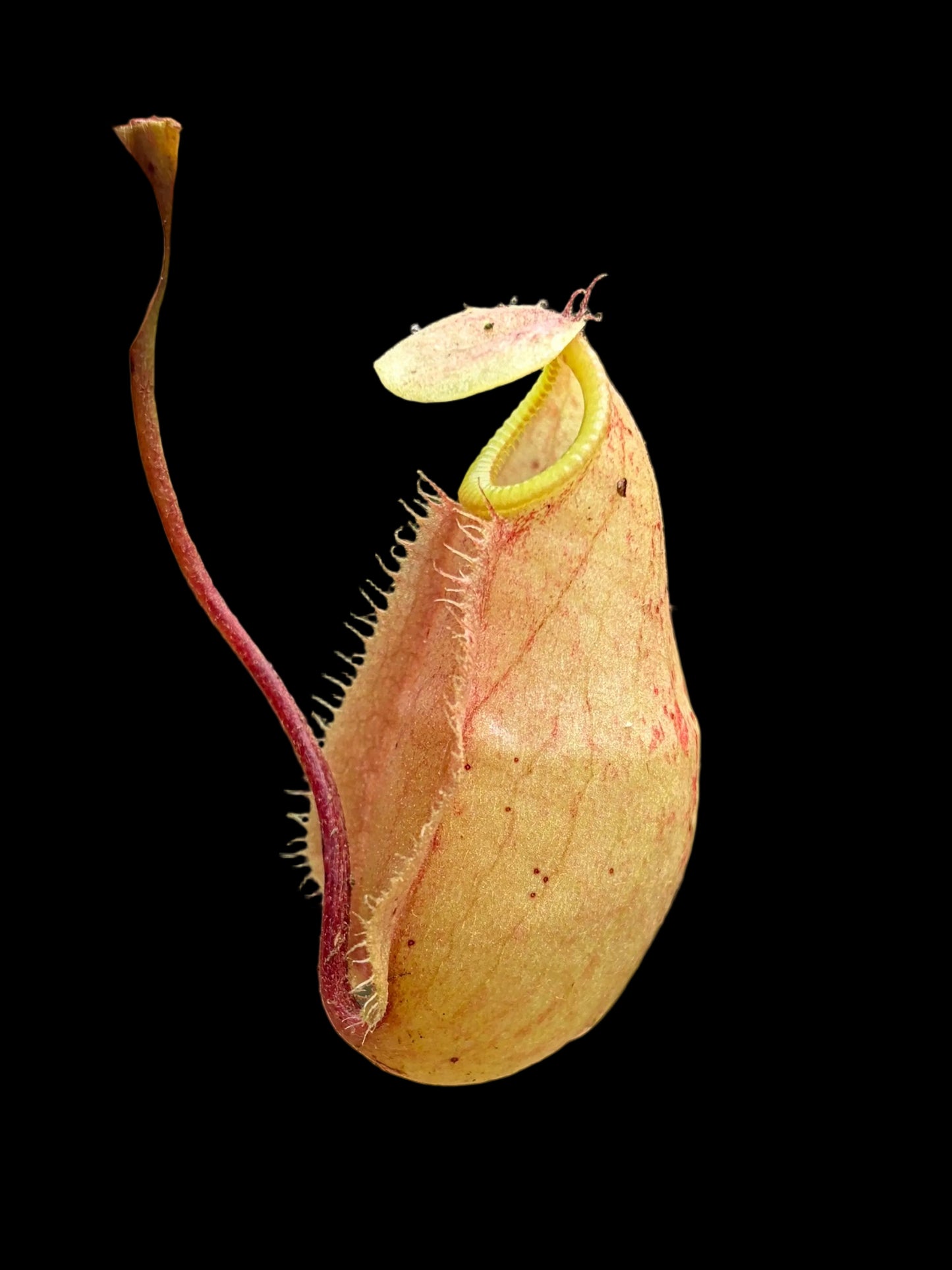 Nepenthes rafflesiana x sibuyanensis BE-3819