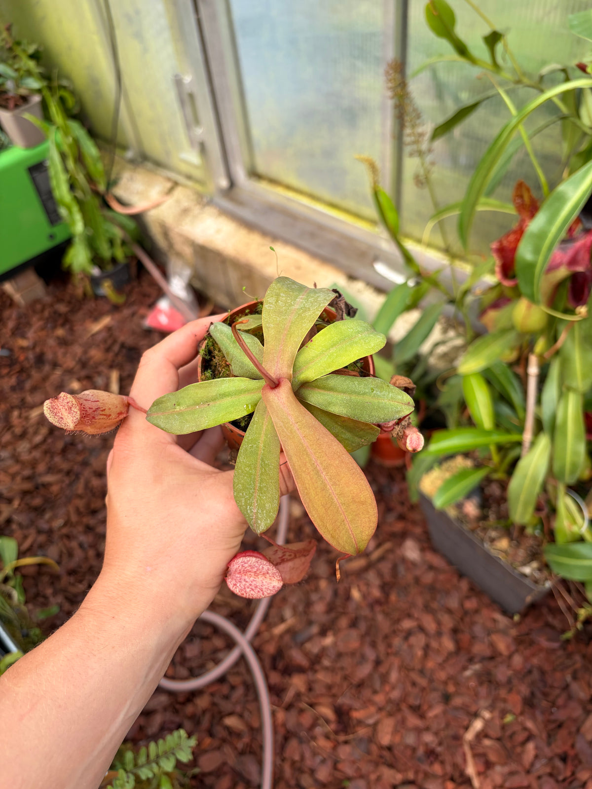 Nepenthes mapuluensis x ventricosa 10-15cm