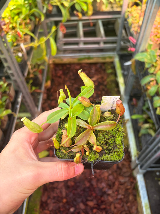 Nepenthes ventricosa x mollis 7cm