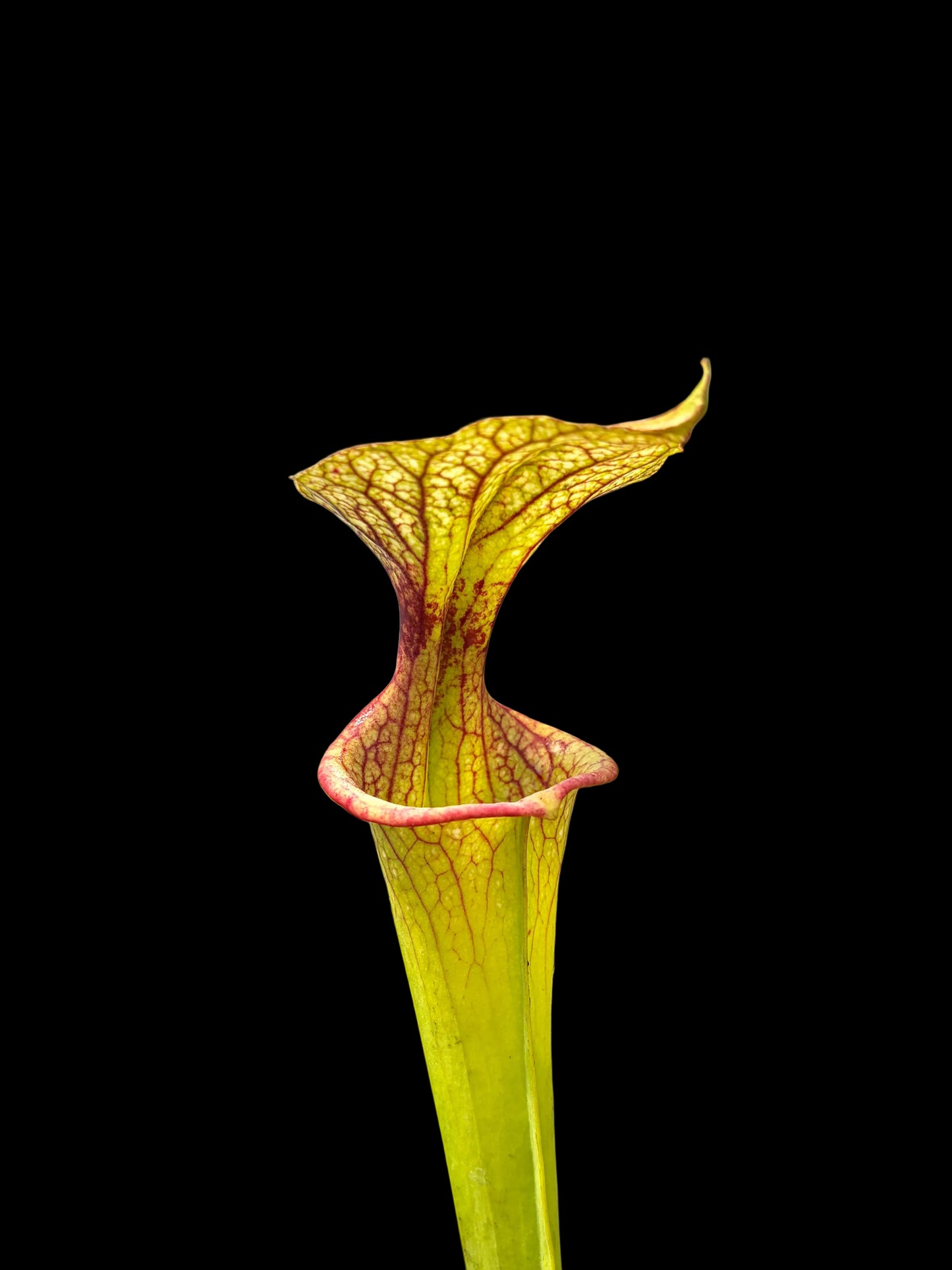Sarracenia x adrian slack