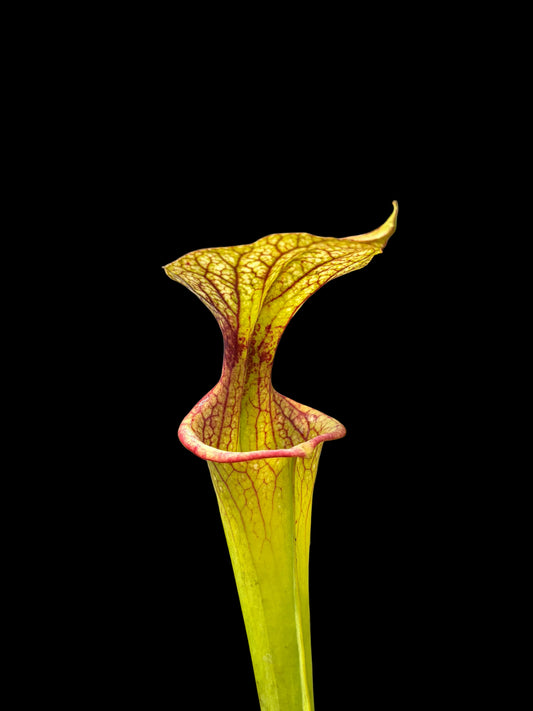 Sarracenia x adrian slack