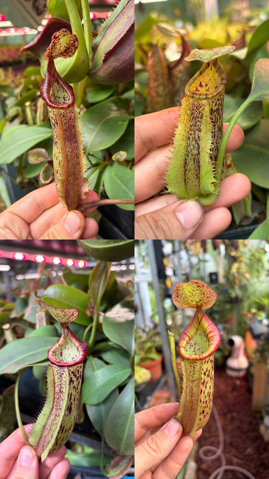 Nepenthes (veitchii x burbidgeae) x [(lowii x veitchii) x boschiana] x platychila 20cm+