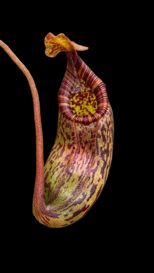 Nepenthes ventricosa x mollis