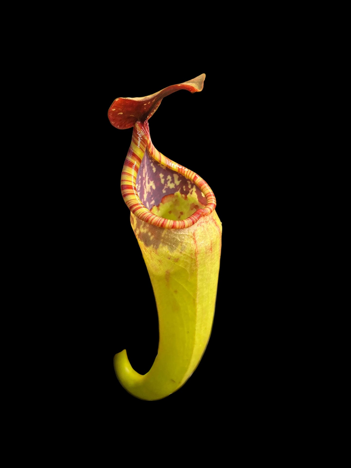 Nepenthes copelandii x spectabilis ‚Rooted cutting‘