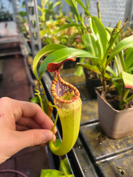 Nepenthes copelandii x spectabilis ‚Rooted cutting‘