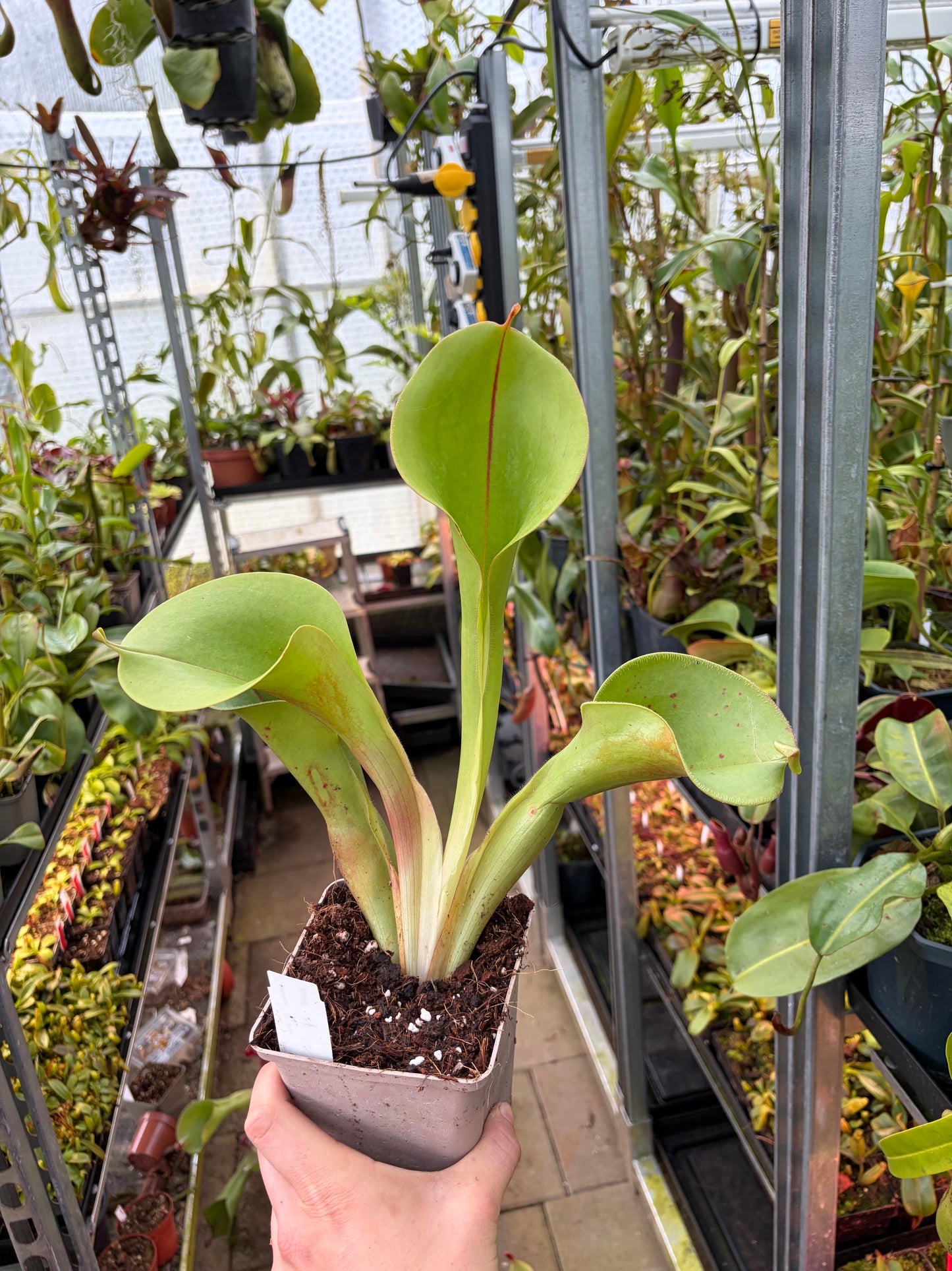 Heliamphora minor pilosa (Auyan) x macdonaldae