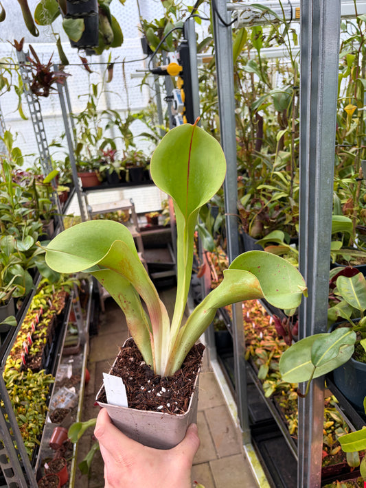 Heliamphora minor pilosa (Auyan) x macdonaldae