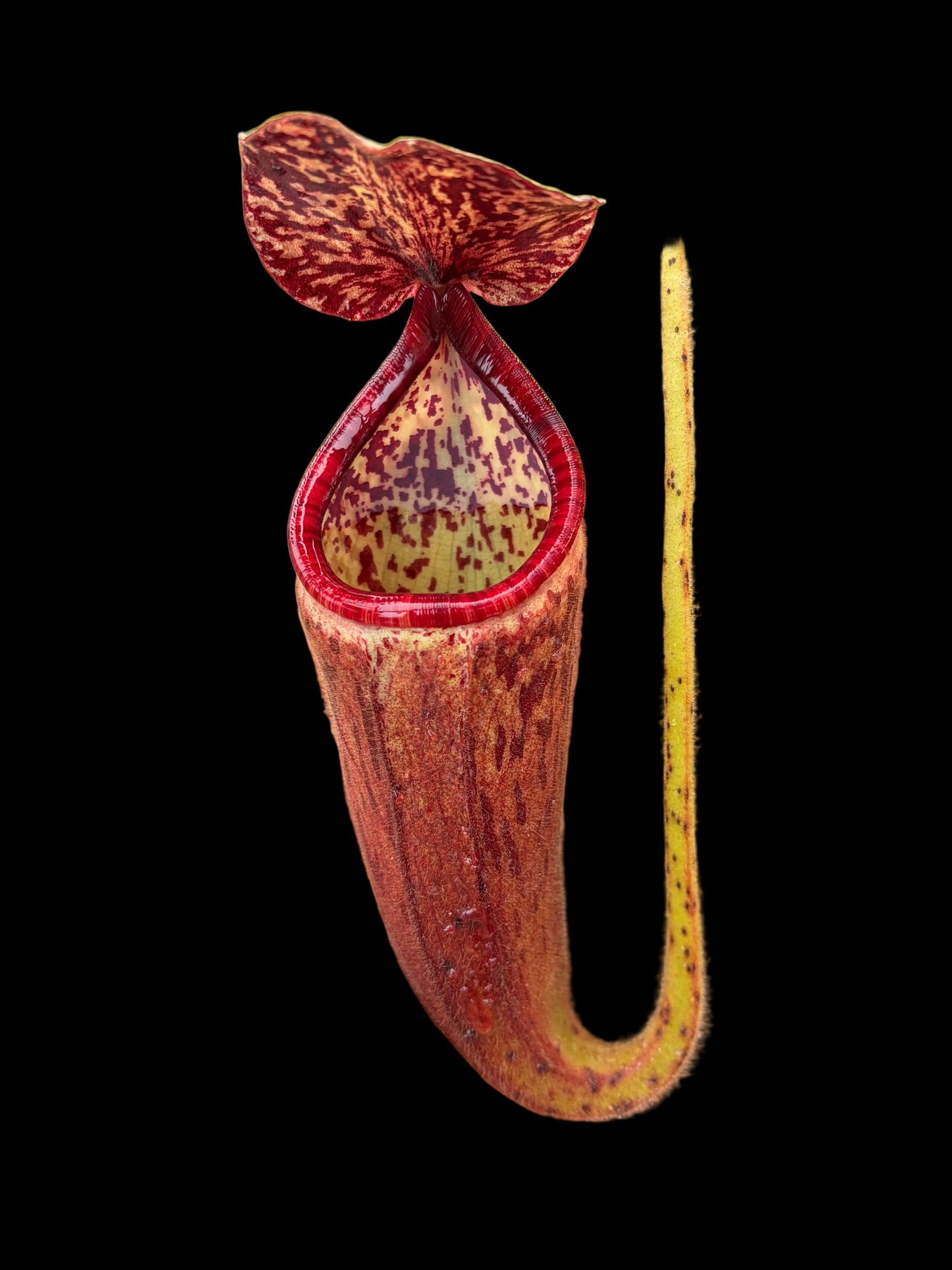 Nepenthes glandulifera 10-15cm