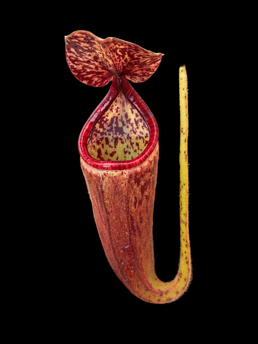 Nepenthes glandulifera 10-15cm