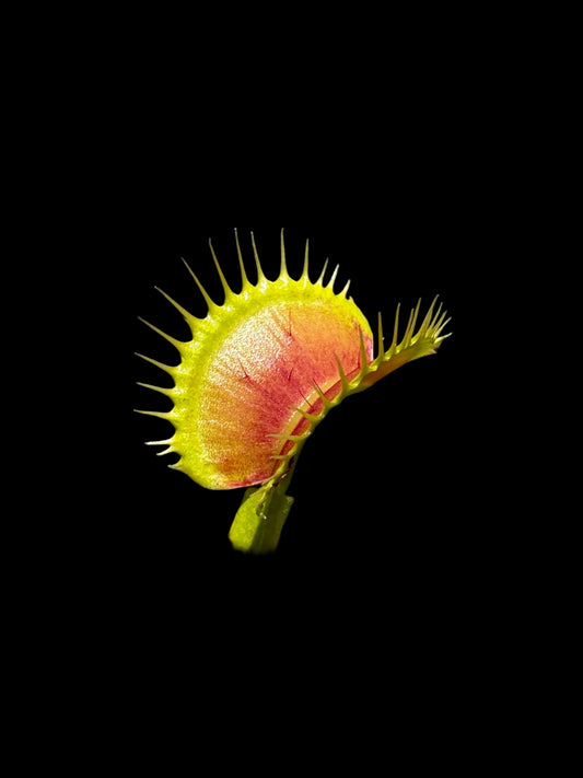 Dionaea muscipula 'SL15'
