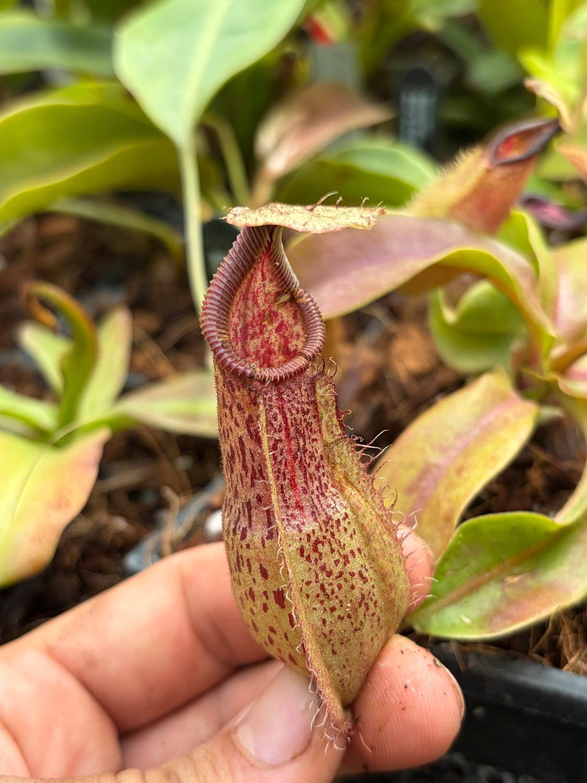 Nepenthes veitchii x hamata 15cm
