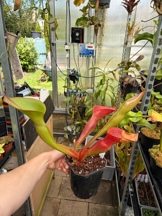 Heliamphora ionasii ‚Killer Giant - Michael Schach‘ #1