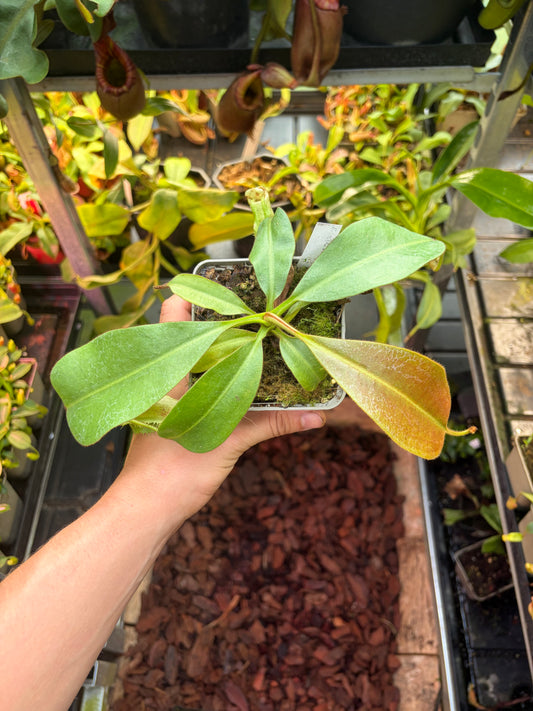 Nepenthes (veitchii x burbidgeae) x (spathulata x edwardsiana) 15cm+