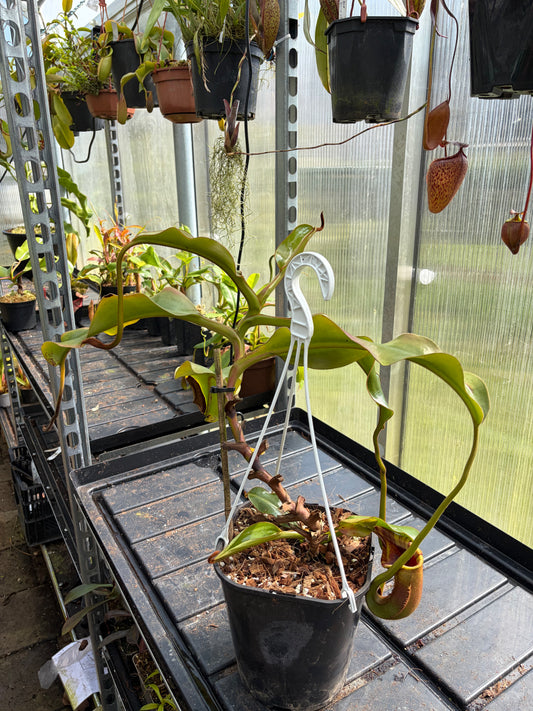 Nepenthes veitchii x (lowii x ephippiata)