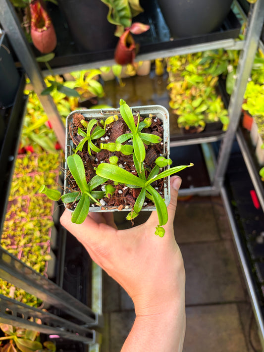 Nepenthes undulatifolia x diabolica 7-10cm