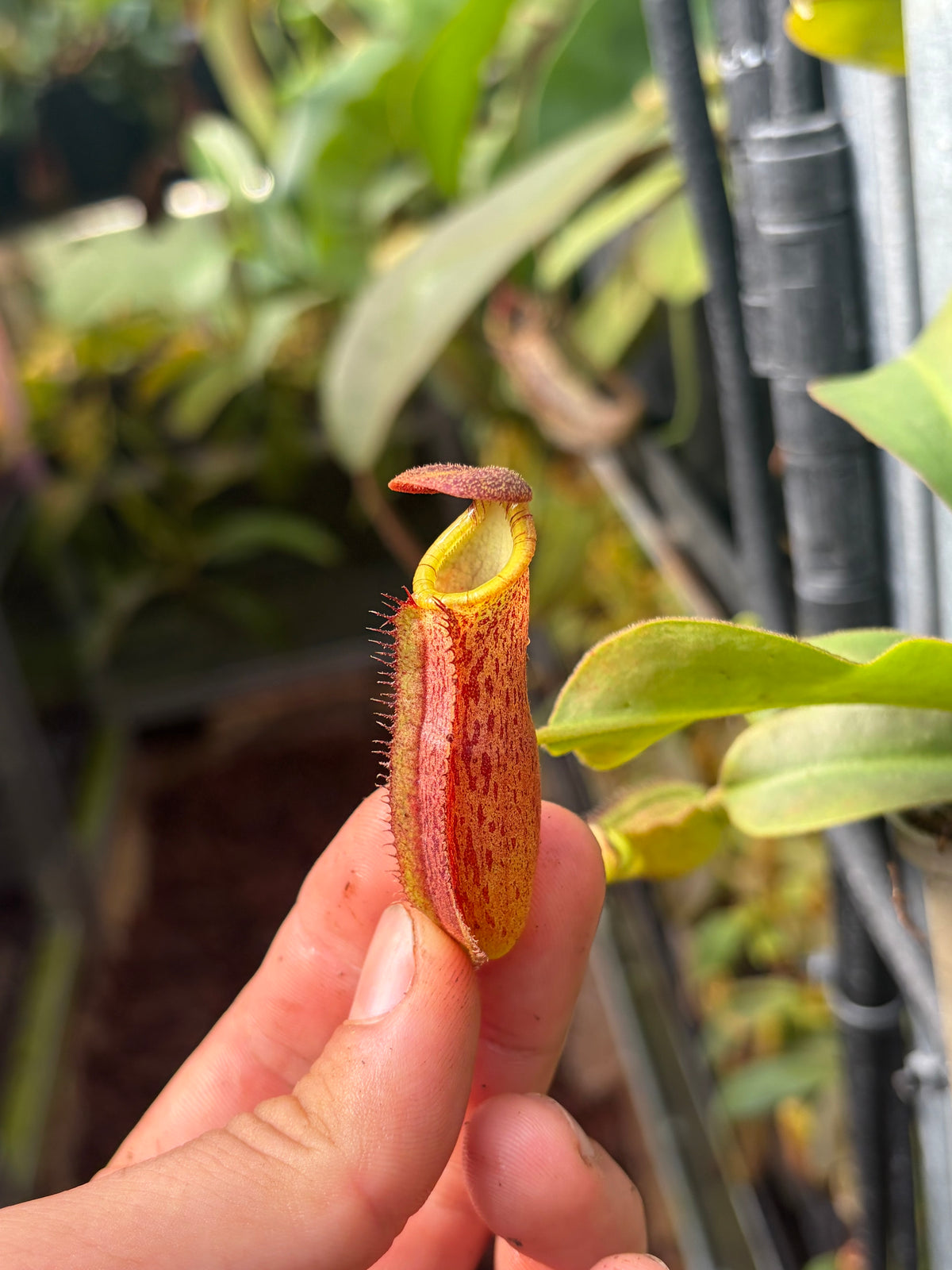 Nepenthes spectabilis ‚bandahara‘ x lowii